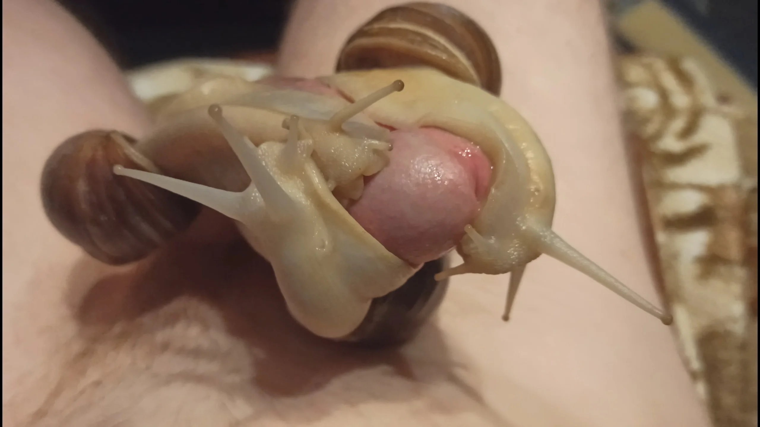 Giant Snails make me cum hands free for almost a minute - ThisVid.com