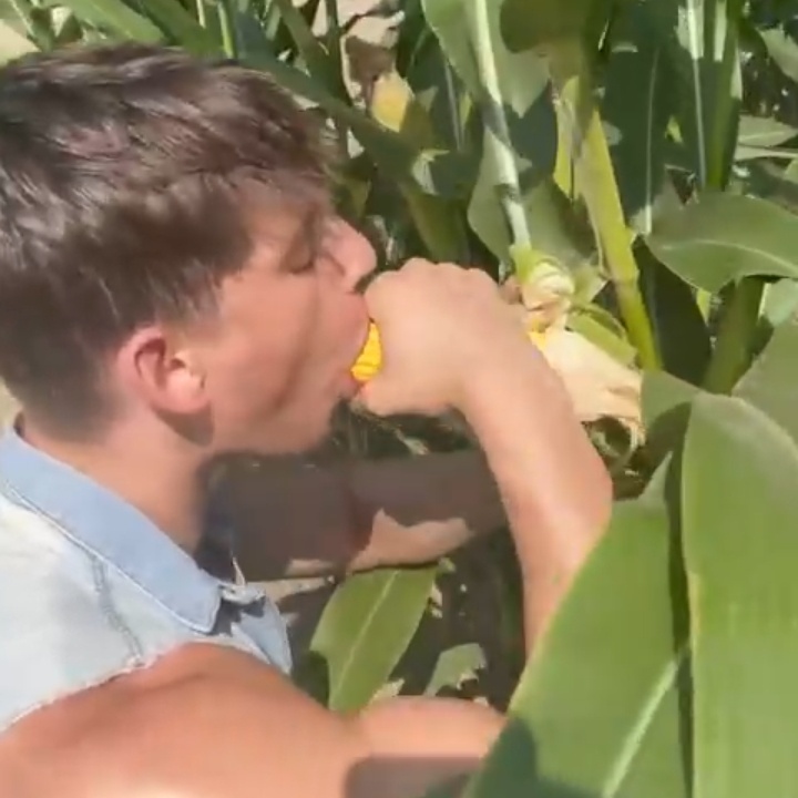 sucking corn like it's cock