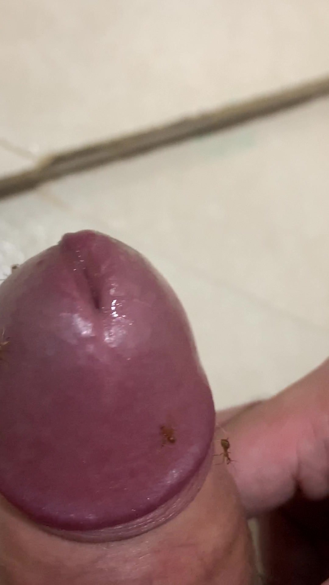Ant playing with my dick